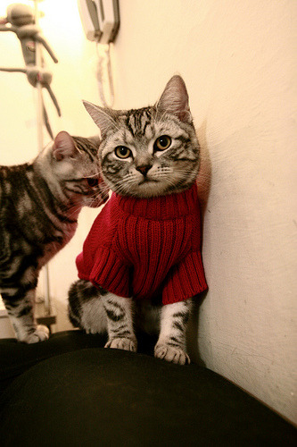 开云体育-意甲豪门赛季复苏,争冠形势日益明朗,意甲的豪门