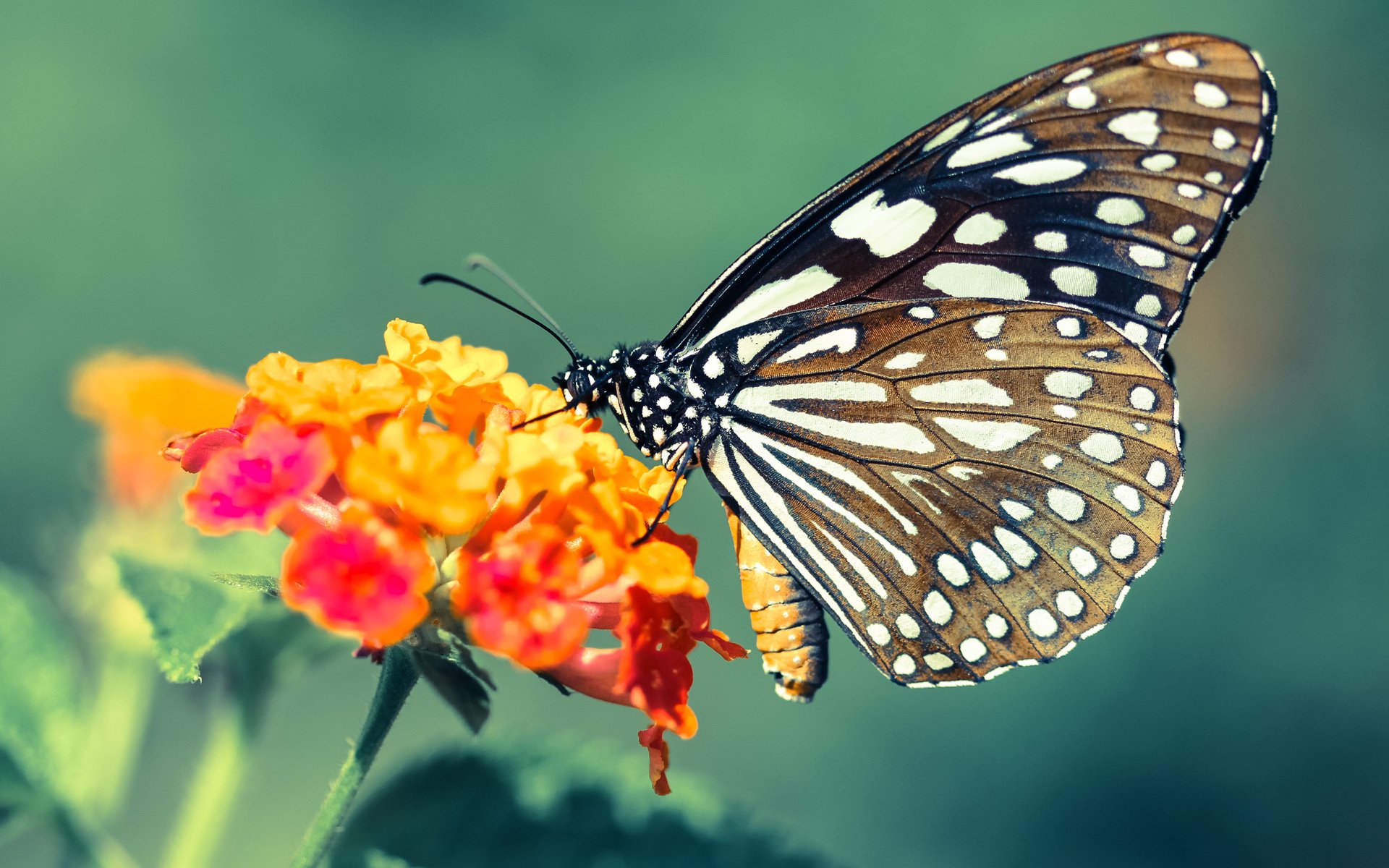 开云体育-意甲豪门赛季复苏,争冠形势日益明朗,意甲的豪门