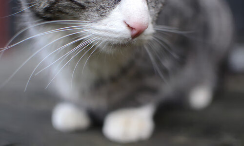 开云·Kaiyun网页版-十大足球迷的奇葩行为，大众笑料！，足球球迷的搞笑